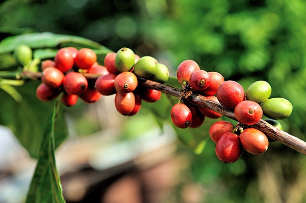 kávové třešně