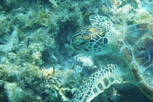 mořská želva v moři