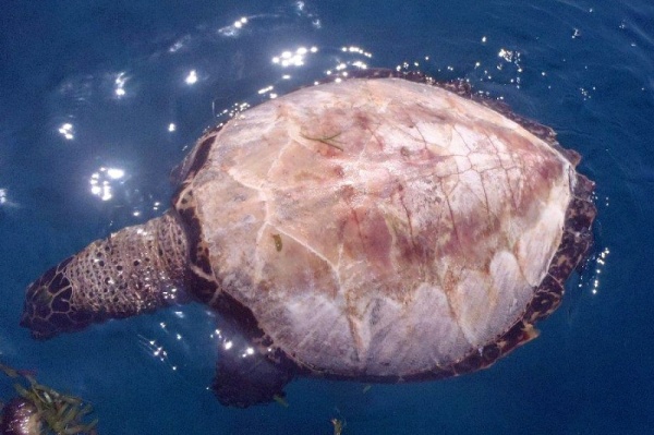 mořská želva bez krunýře